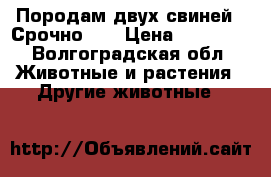 Породам двух свиней.  Срочно!!! › Цена ­ 10 000 - Волгоградская обл. Животные и растения » Другие животные   